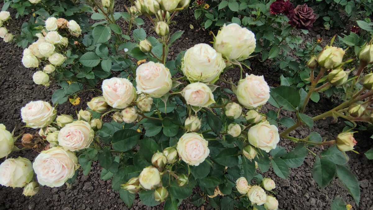 Очень нежная спрей роза - Галина! | Ксения Rosebushes | Дзен