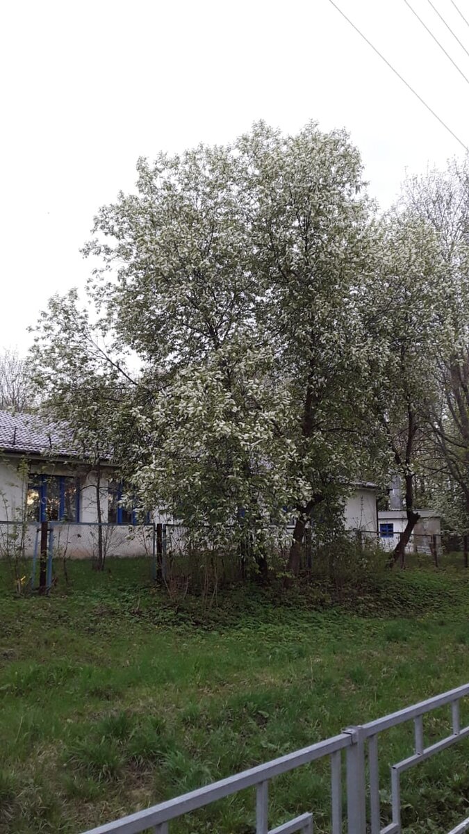Черемуха цветет!