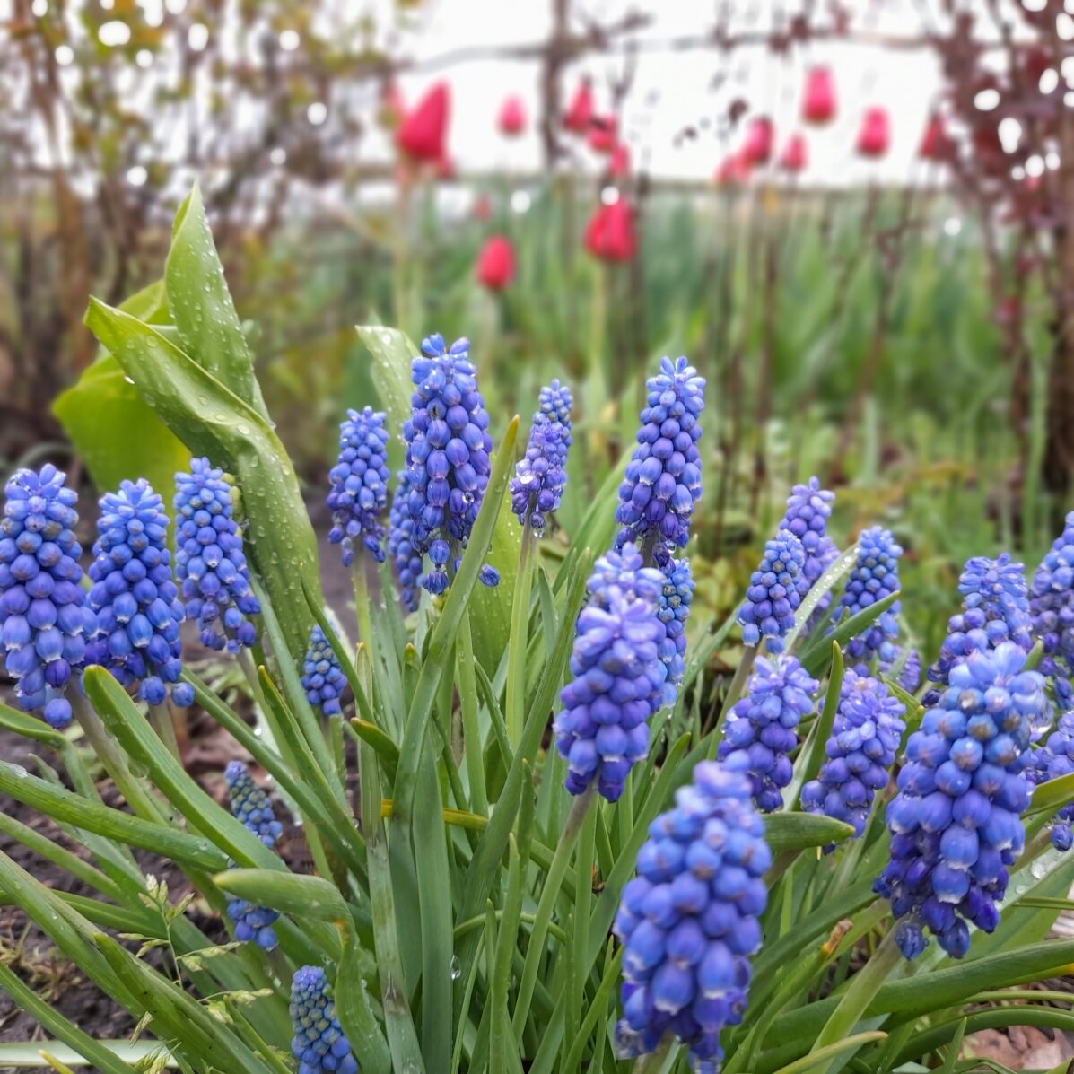 Мускари в моем саду. Фото автора
