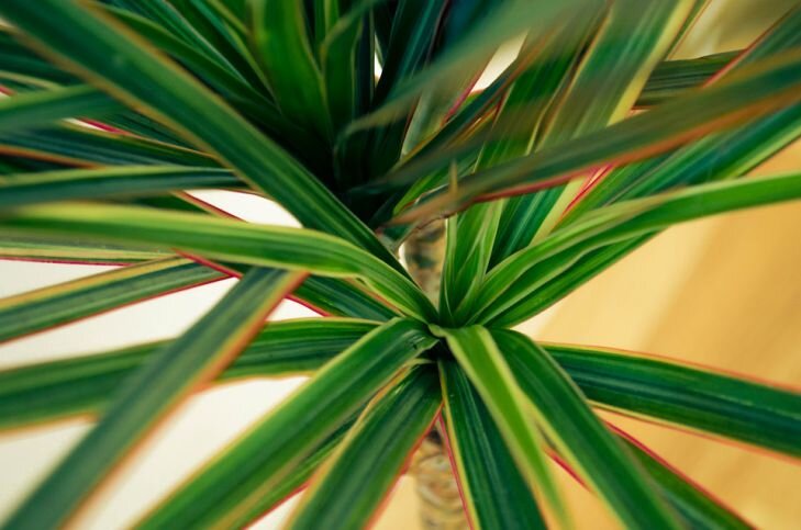 Фото: Pixabay