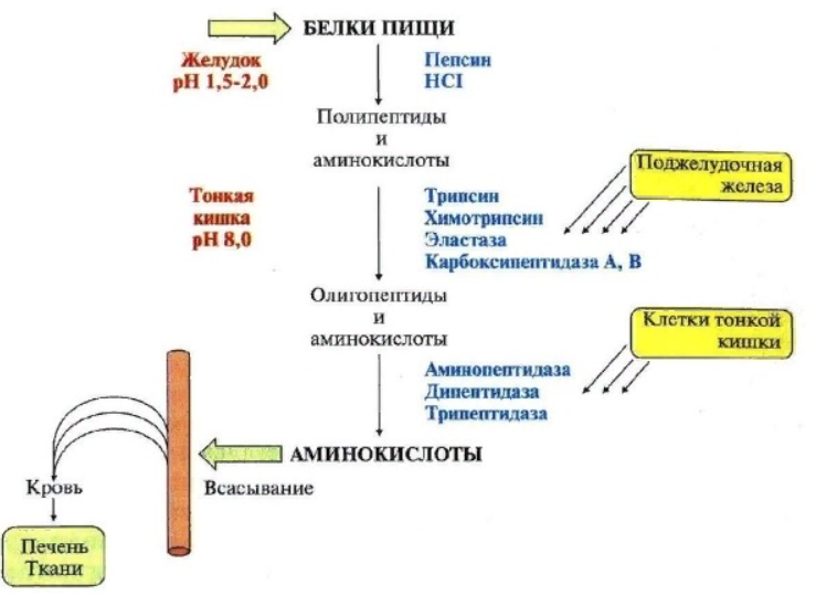 Схема переваривания нуклеопротеинов