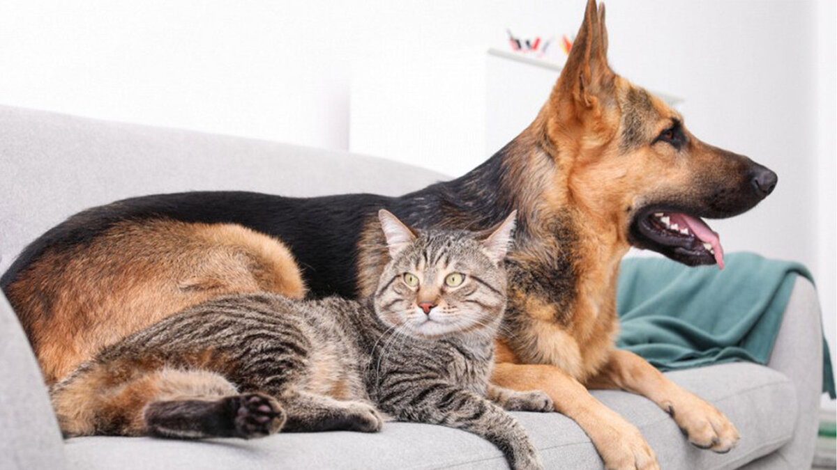 Фото из Интернета.