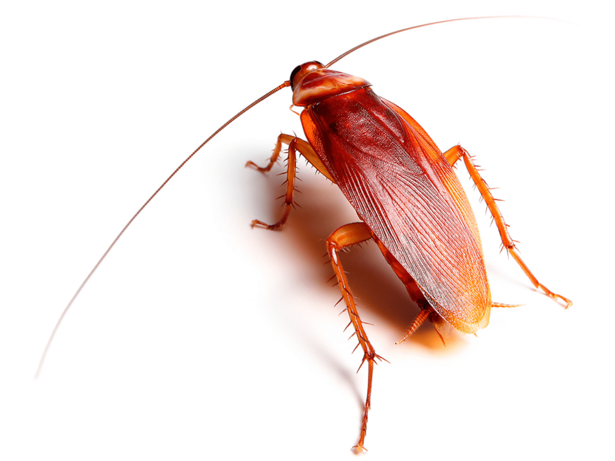                                          Вот он: рыжий и усатый - всё, как писал Чуковский. 