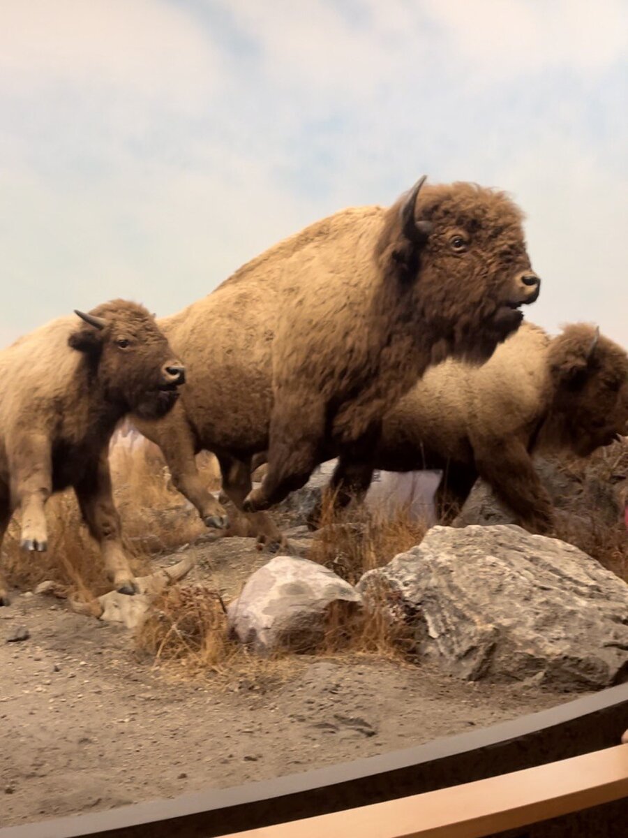 Чучела бизонов. Фото автора.