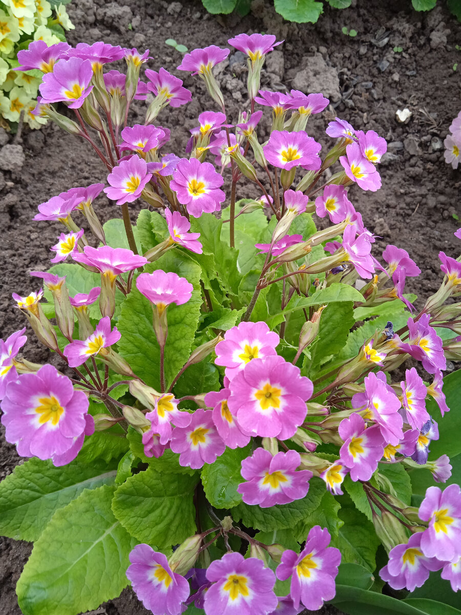 Вот такие яркие кустики среди серости и уныния