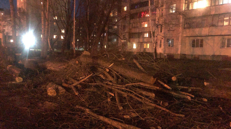     Барнаульцы бьют тревогу из-за вырубки деревьев на ул. Попова. Группа ВКонтакте "Барнаул 22"