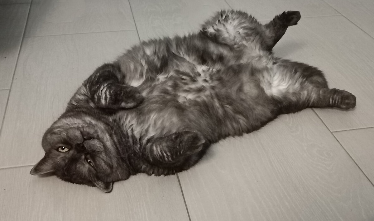 Вот в такой позе хочу отдыхать, как моя коша Леяша. И чтобы никто не звонил и не разговаривал со мной. Полная нирвана! 