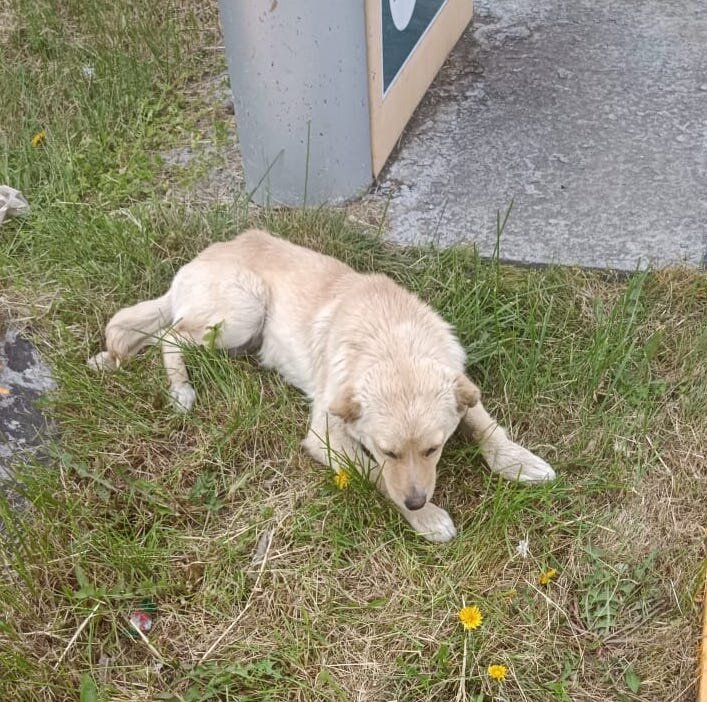 Собаке едва хватило сил, чтобы доползти до людей.