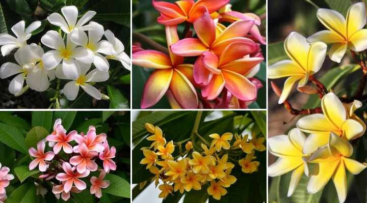 Фото Leafy Place
