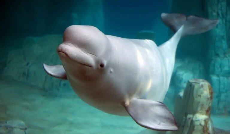 Незабываемая встреча с белугами. (Luna Vandoorne Vallejo via Dreamstime)