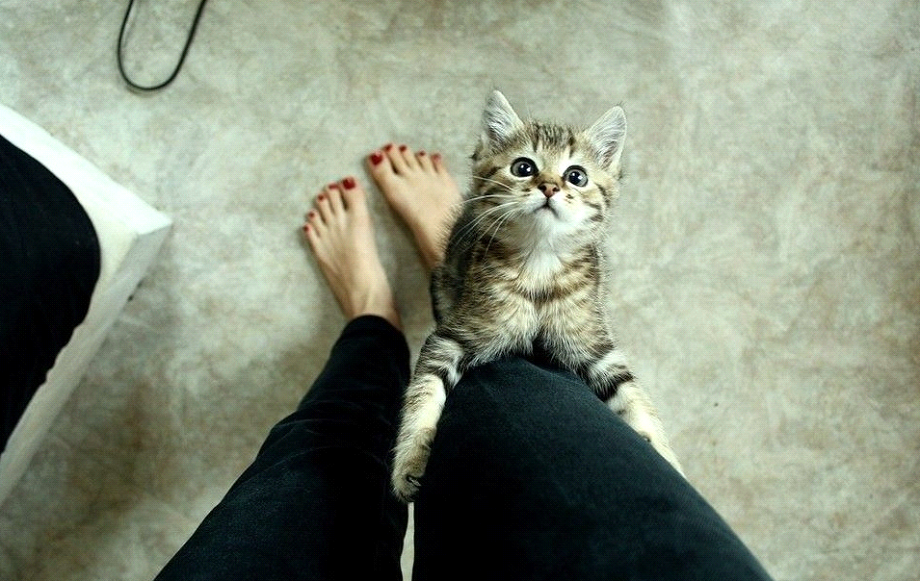 Держит кошку. Кот на все руки. Каска строителя. Кот на все руки. Аватарка кот.