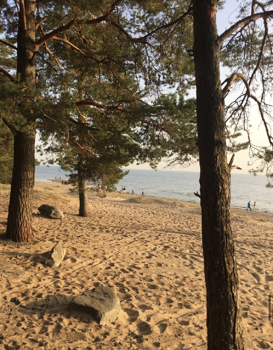 🌿 Что смотреть и где перекусить в знаменитом Комарово (Курортный район СПб)  | Движение в пространстве | Дзен