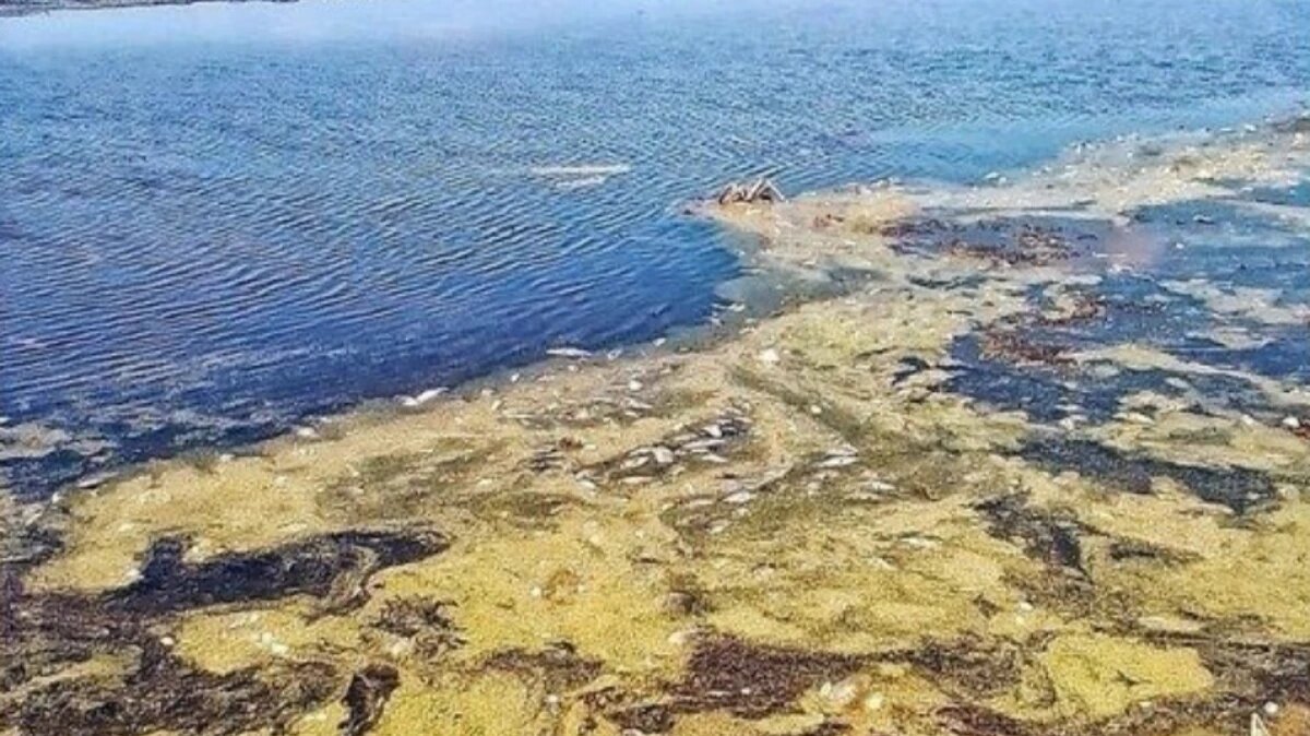 Фото: Om1.ru / Скриншот