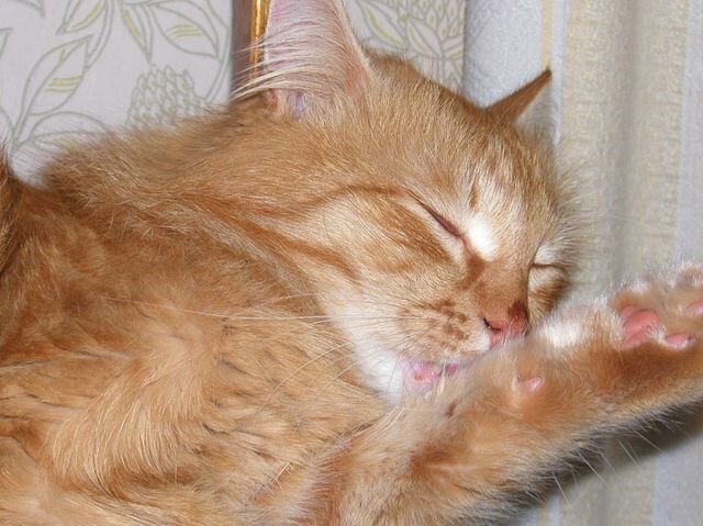 Фото это и ниже мои, коты мои. 