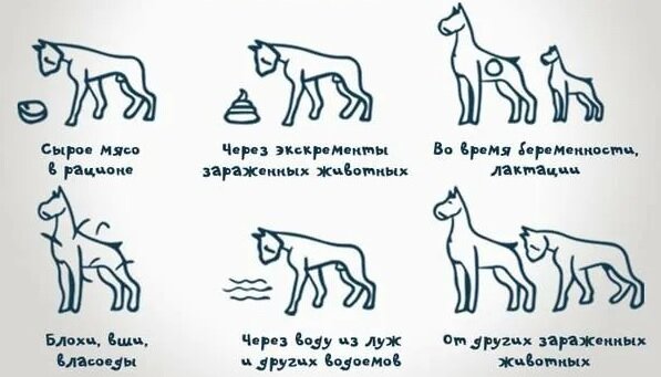 Как собака может заразится паразитами