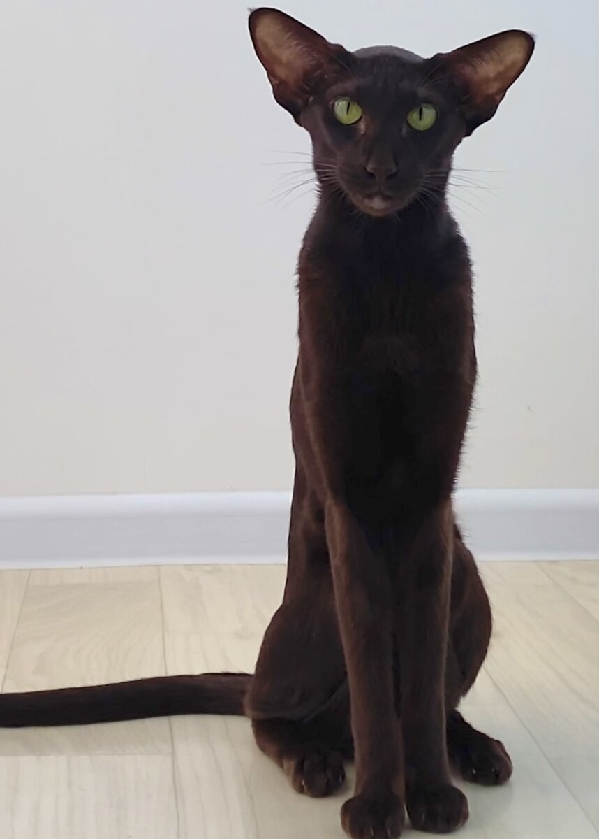 Ориентальная кошка Йолли