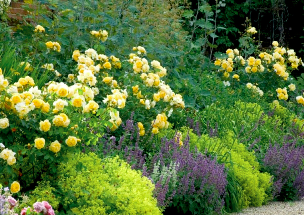 Весна, самое время задуматься об укрытии роз! Коварная Юи Дзен