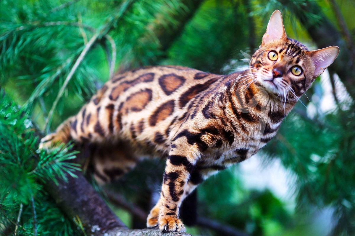 Кошка пятнистая бенгальская. Бенгальские кошки и оцикет. Бенгальская короткошерстная бенгал. Бенгальская кошка отзывы владельцев плюсы и минусы. Бенгальская кошка отзывы владельцев плюсы и минусы.