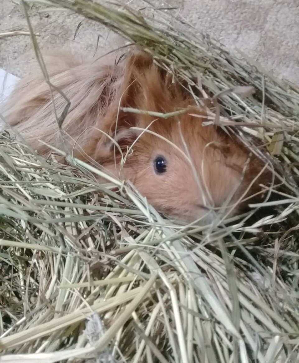 Свинка на сене