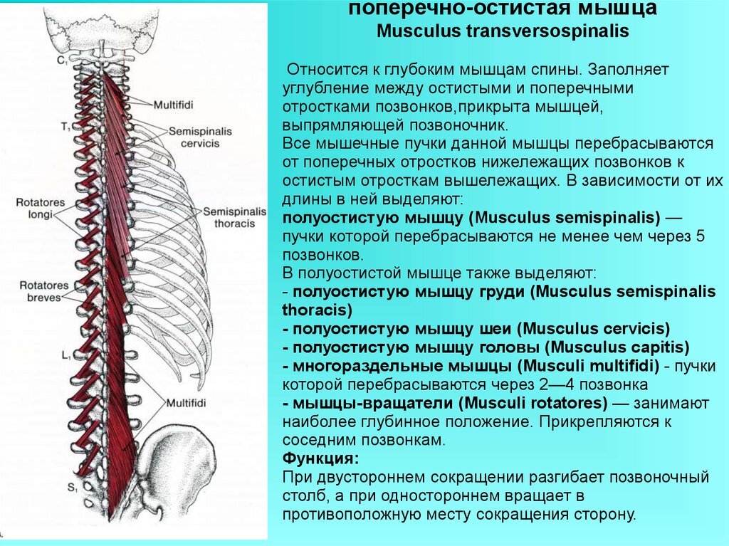 остистые мышцы шеи и головы. крестцово остистая мышца анатомия. многораздельные мышцы спины анатомия. остистые мышцы позвоночника. остистые мышцы позвоночника.