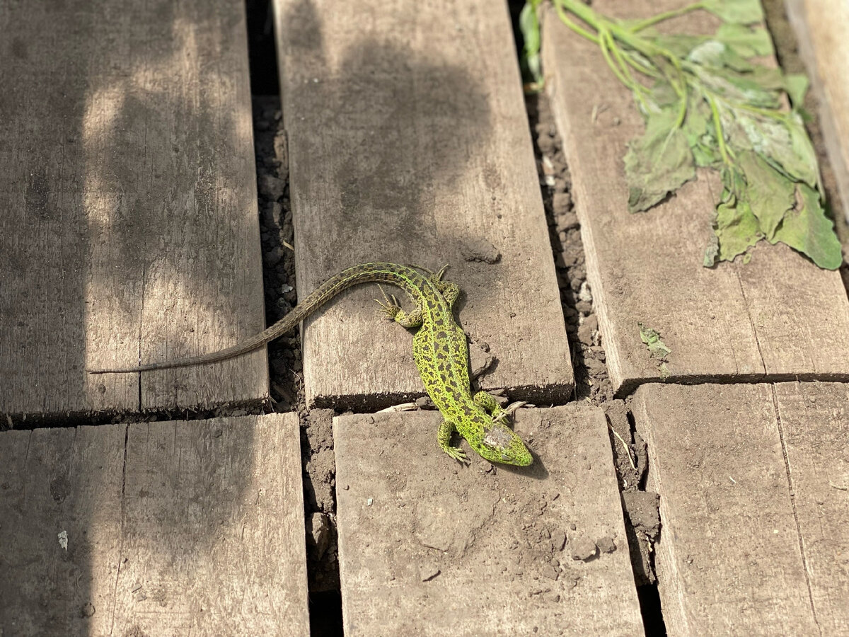 Вот и наша ящерица, из-за которой мы спорили. Фото автора. 