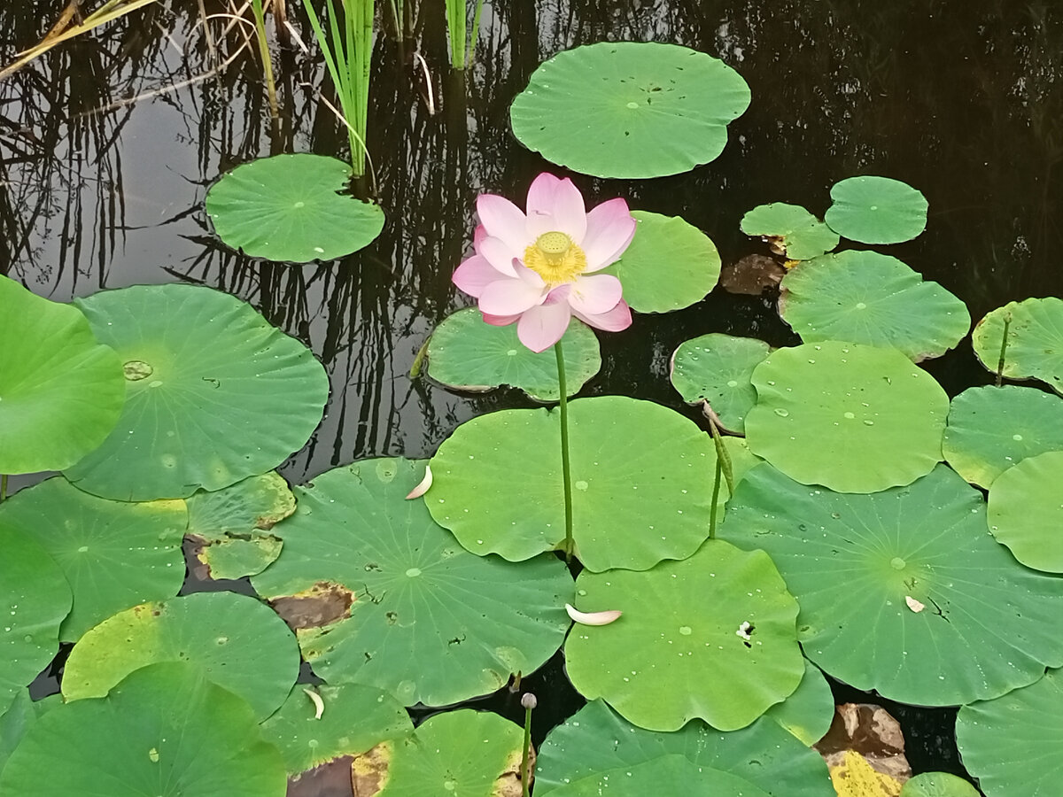 Лотос в Штыковском пруду