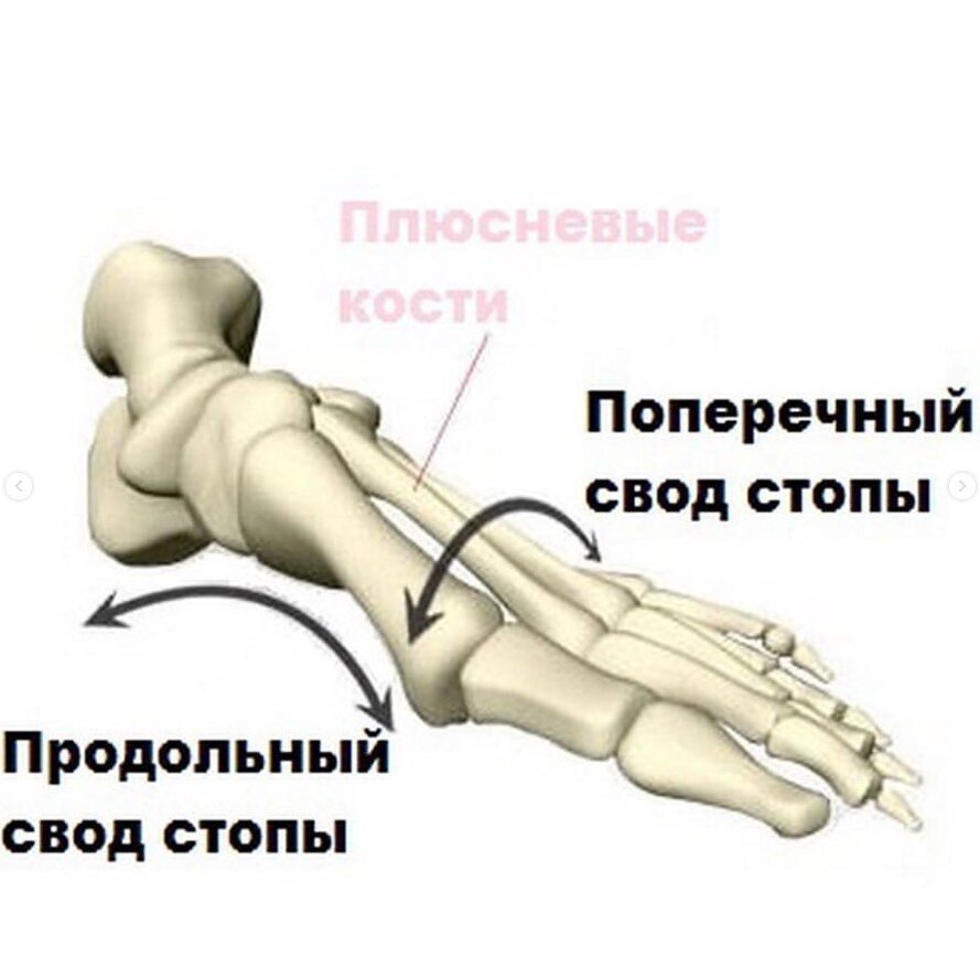 Сводчатая стопа. Продольный и поперечный свод стопы. Строение поперечного свода стопы. Внутренний продольный свод стопы образуют. Поперечный свод стопы анатомия.