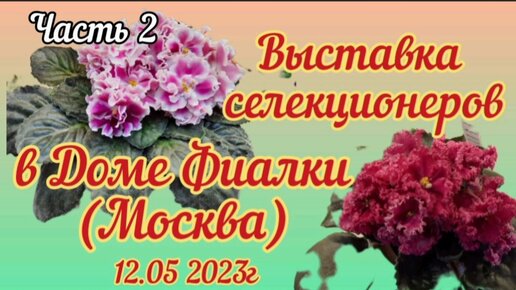 ФИАЛКИ. Часть 2. Ещё много красивых фиалок. Выставка селекционеров 12.05.23г.