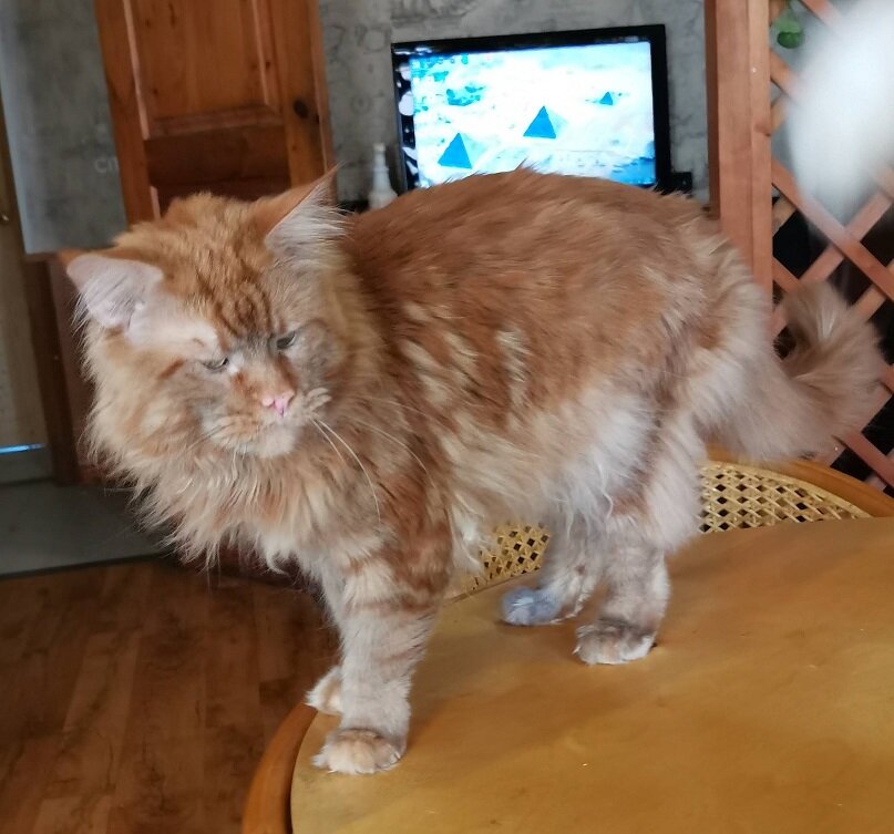 Мартин