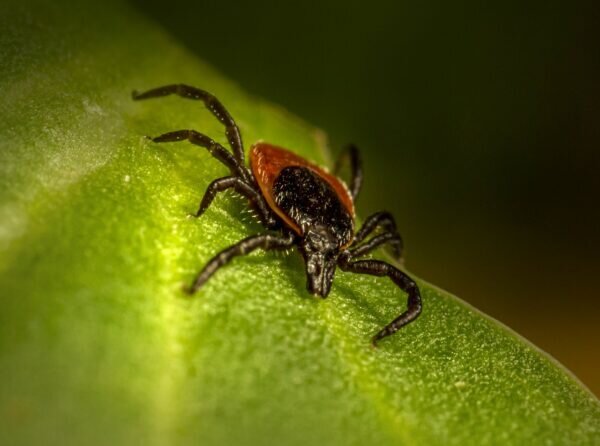 В России открылась горячая линия по профилактике клещевого энцефалита ...