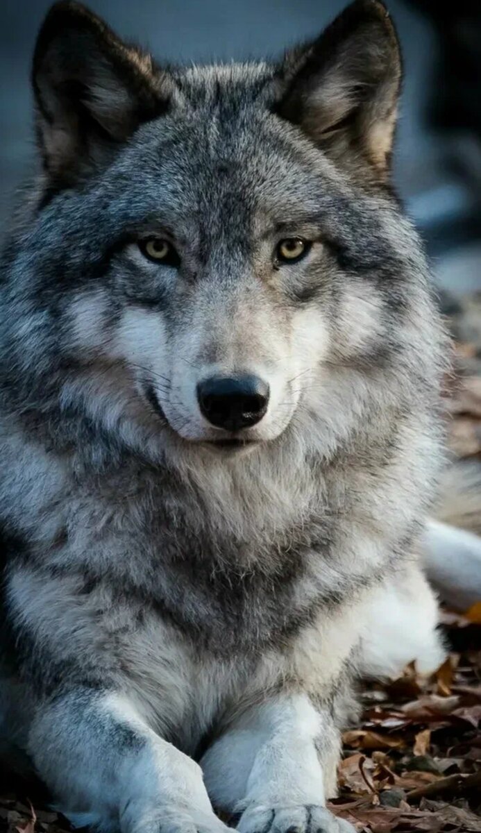 ОДИН ВОЛК ГОНЯЕТ ОВЕЦ ПОЛК. 
Человек с ярко выраженными лидерскими, волевыми качествами управляет или командует остальными.