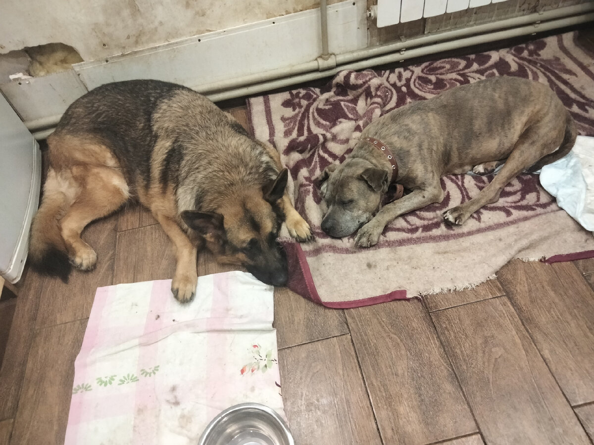 собака облизывает мою киску. введение препаратов животным. пероральное введение препарата животным. собаки слипаются при спаривании. дает собаке видео.