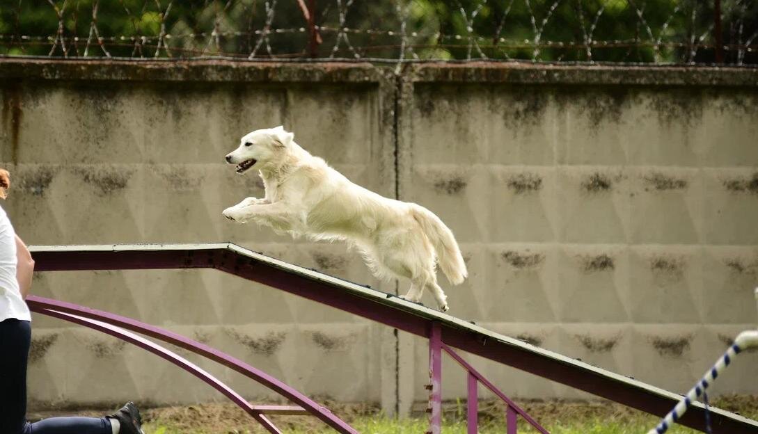 Бэль, которую знают все ))) Фото Григорьева Юлия https://vk.com/grigoreva_jul