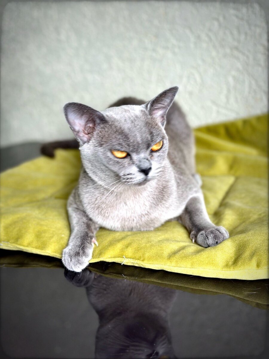 Jasper Burmese cats 