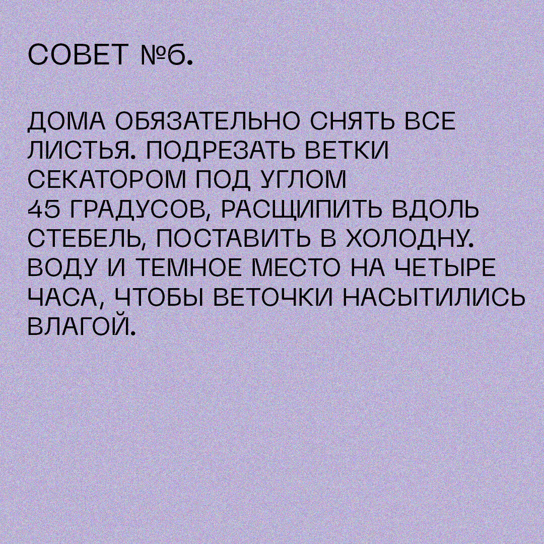 Как экологично рвать сирень с кустов | Ecoidea.me | Дзен