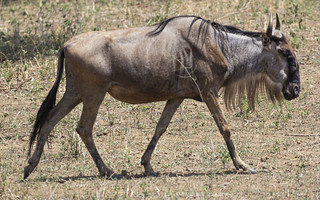 Антилопа Гну. На пастбище