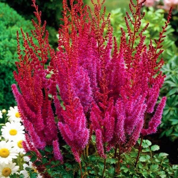 Очень хотелось бы увидеть такую астильбу Пурпуркеце и у себя. Фото Яндекс.Картинки.