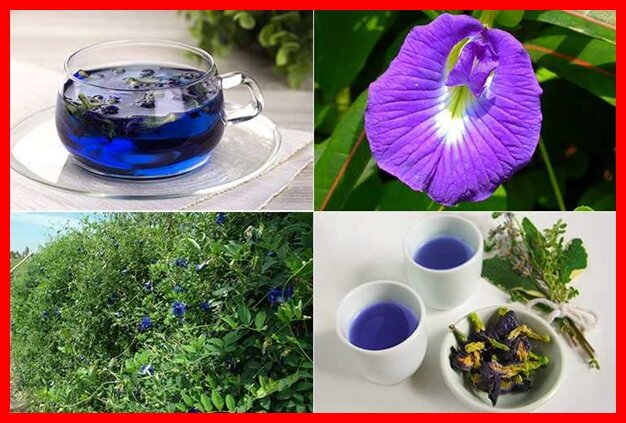 вот так выглядит синий чай и сырь для его получения