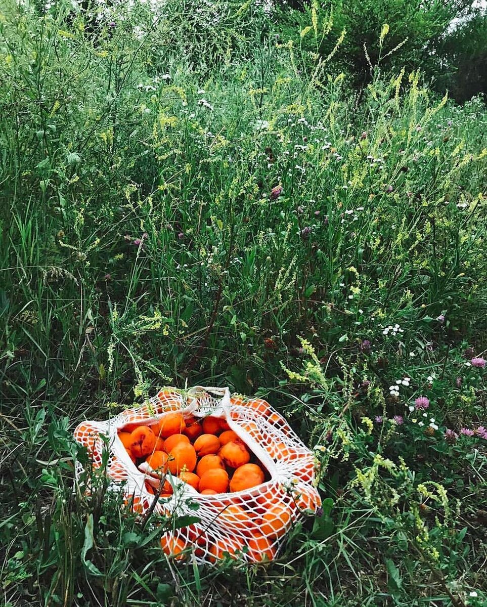 Июль - идеальное время для сушки фруктов, ягод, трав, зелени итд. |  Lezgifood | Дзен