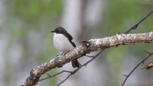 Мухоловка-пеструшка (Ficedula hypoleuca)