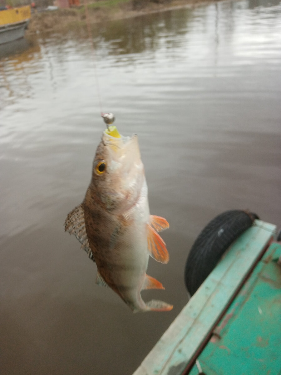 Окунь никогда не пропустит микроджиг!