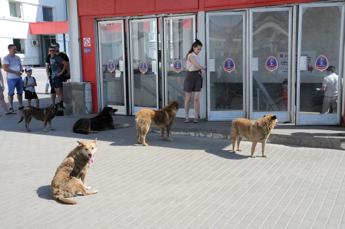    На улицы после отлова отпускают только неагрессивных собак Марина Ухабова