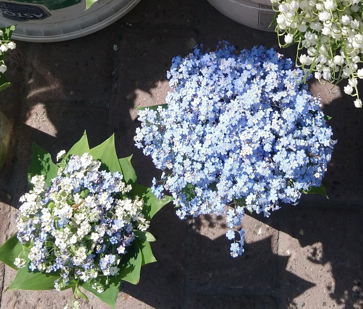 Фото автора Незабудки