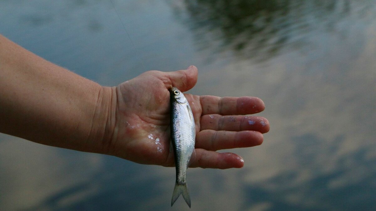    Мужчина причинил крупный ущерб акватории озера. Об этом сообщили в пресс-службе МВД РК.