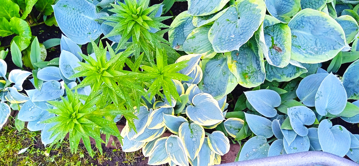 Разве может быть плохое настроение при взгляде на растения. Фото автора