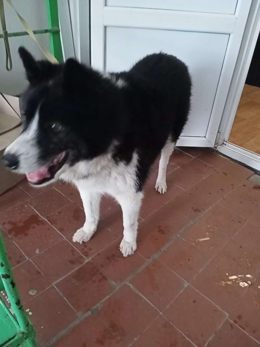 Писали про Мишу, который у Галины, когда ещё лежал снег. 