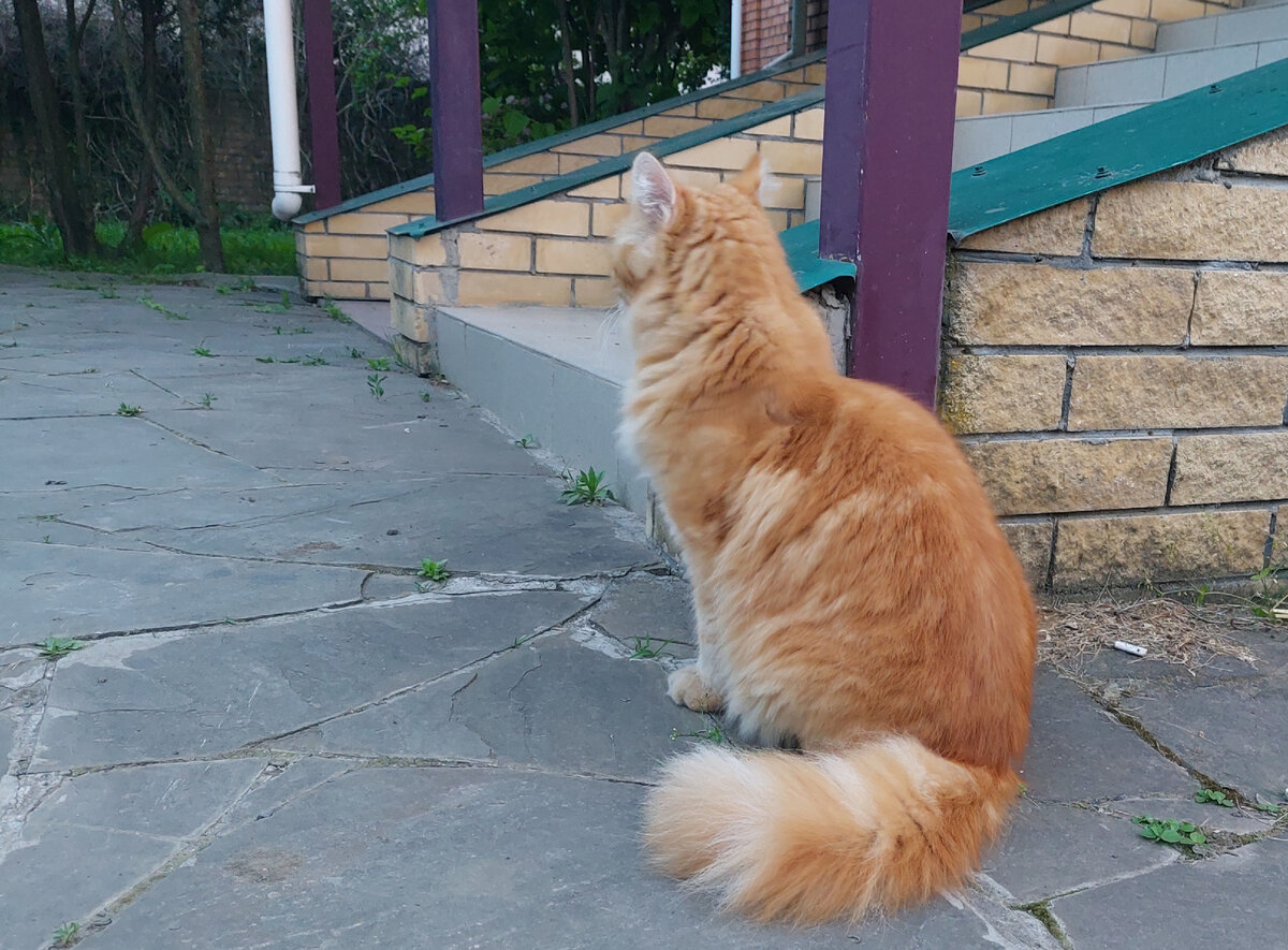 Кот симба младший