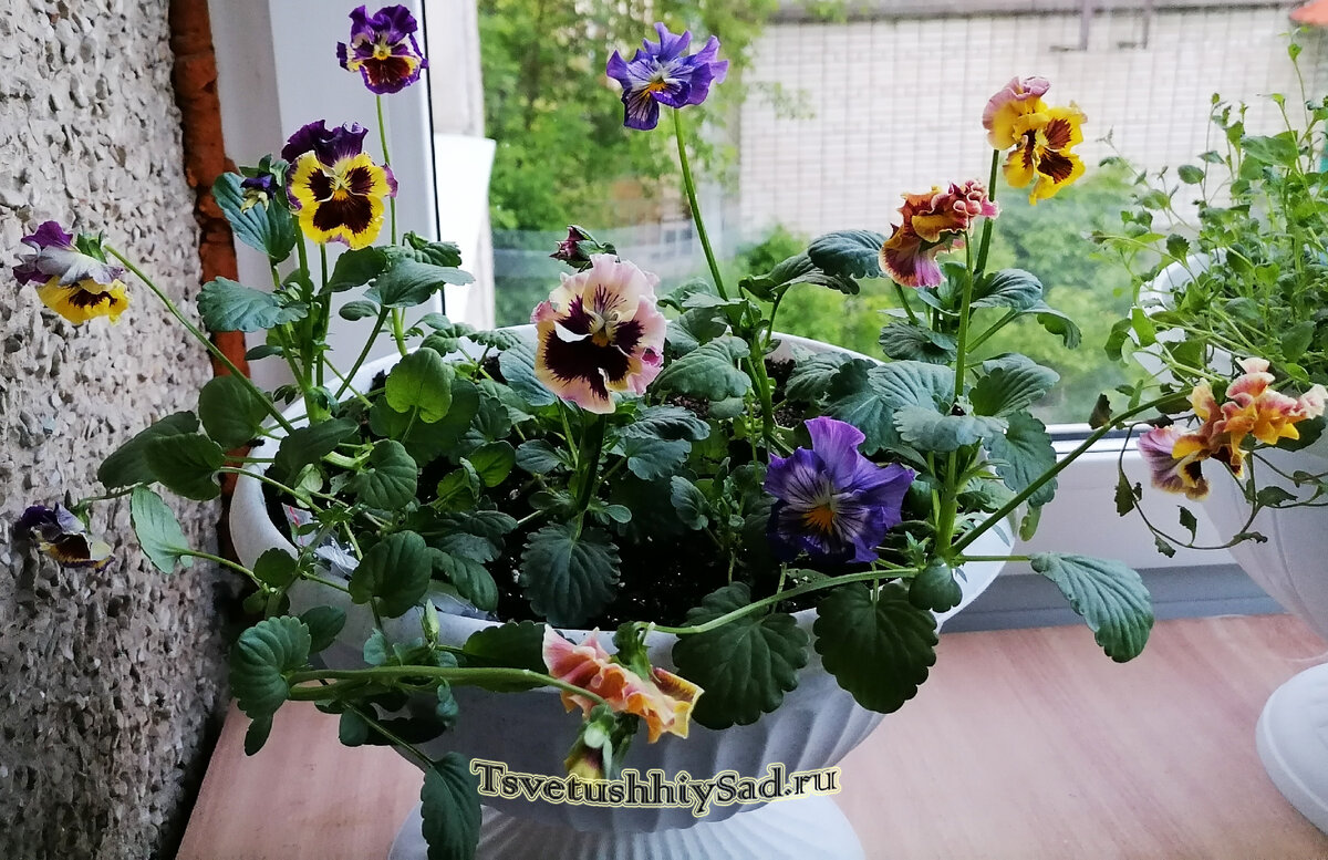 Фиалки Виттрока Шалун смесь