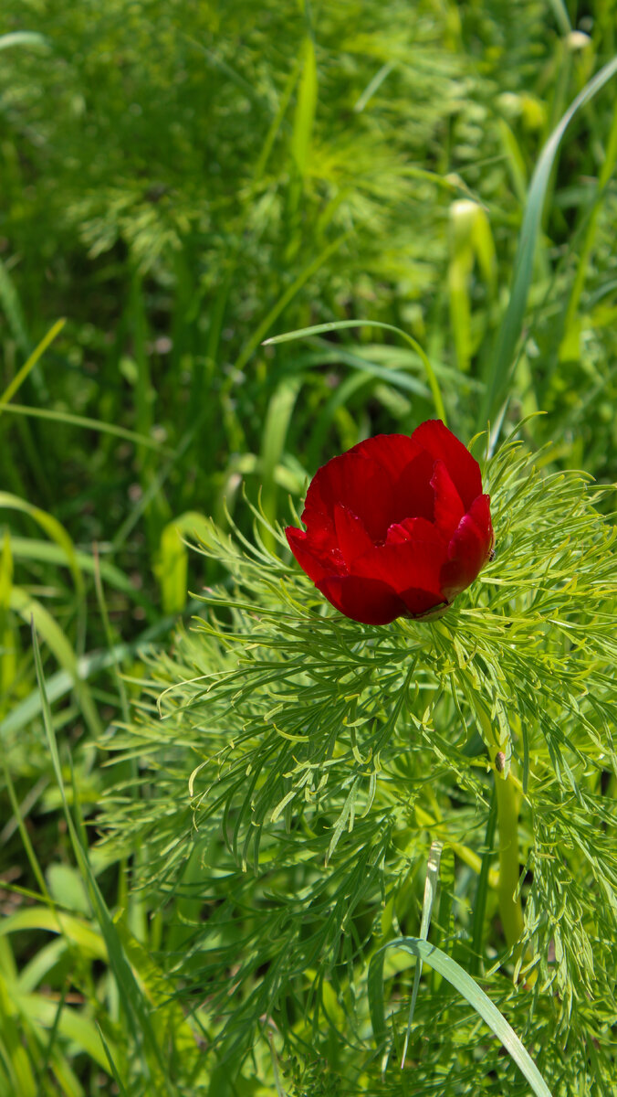 Селищева балка - долина дикорастущих пионов