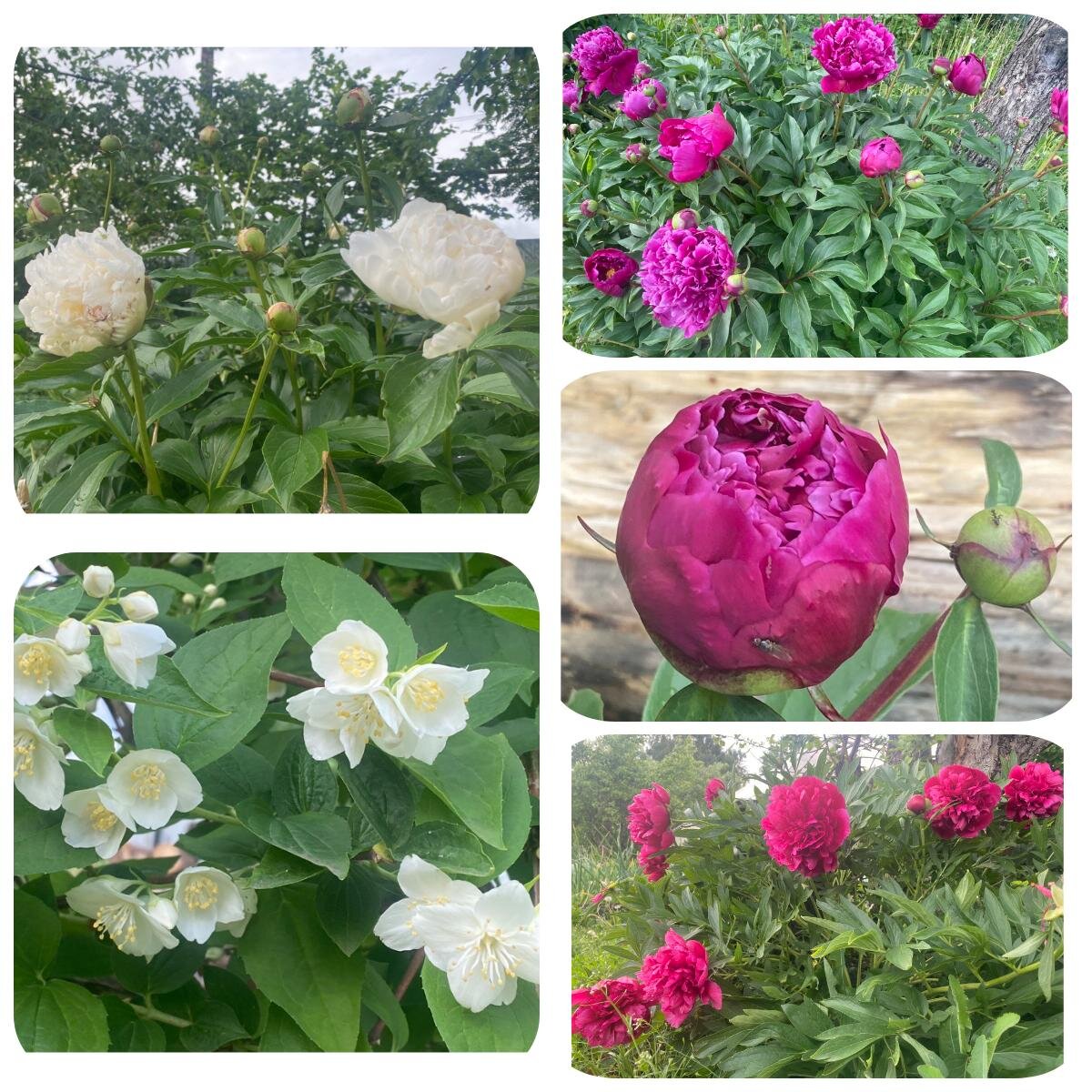 Отцветает ранний пион. Зацветают остальные. Раскрывается жасмин. 